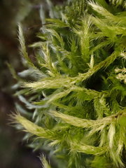 Brachythecium glareosum