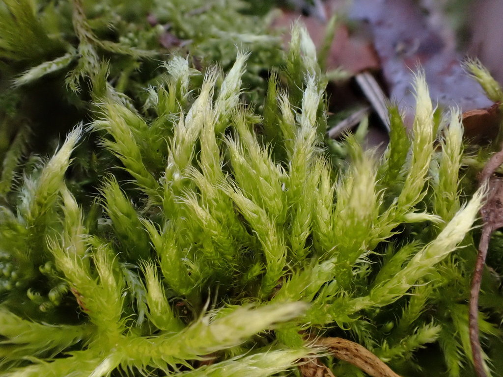 Streaky Feather-moss