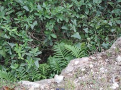 Bupleurum fruticosum