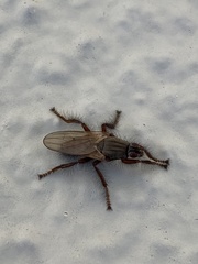 Coelopa
