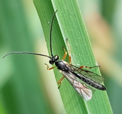 Ichneumonoidea