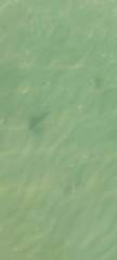 Ogcocephalidae