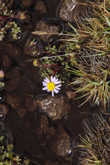 Afroaster erucifolius