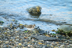 Calidris bairdii