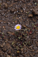 Afroaster erucifolius
