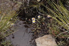 Afroaster erucifolius