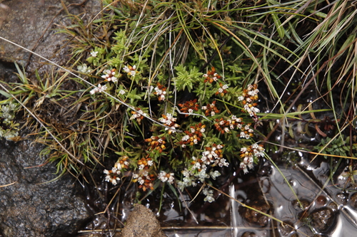 Crassula dependens