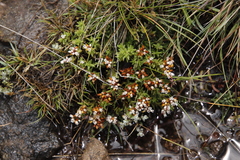 Crassula dependens