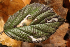 Coptotriche marginea