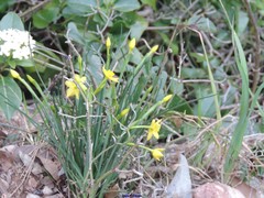 Narcissus jonquilla