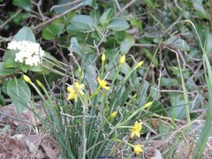 Narcissus jonquilla