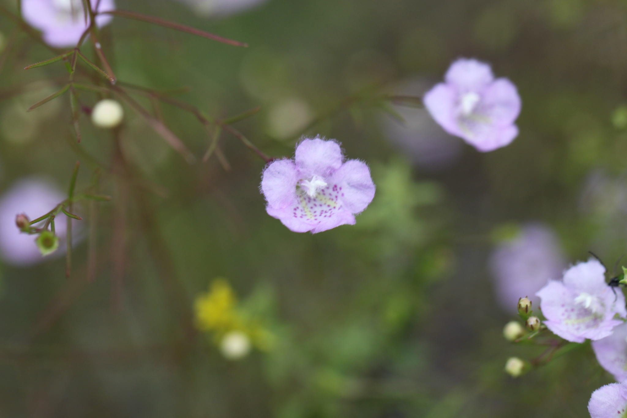 Agalinis gattingeri