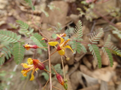 Hoffmannseggia viscosa