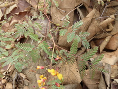 Hoffmannseggia viscosa