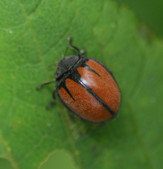 Epilachna nigrocincta