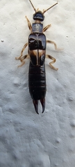 Euborellia
