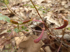 Hoffmannseggia viscosa