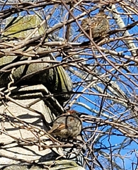 Passer domesticus domesticus