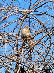 Passer domesticus domesticus