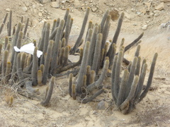Haageocereus pseudoversicolor