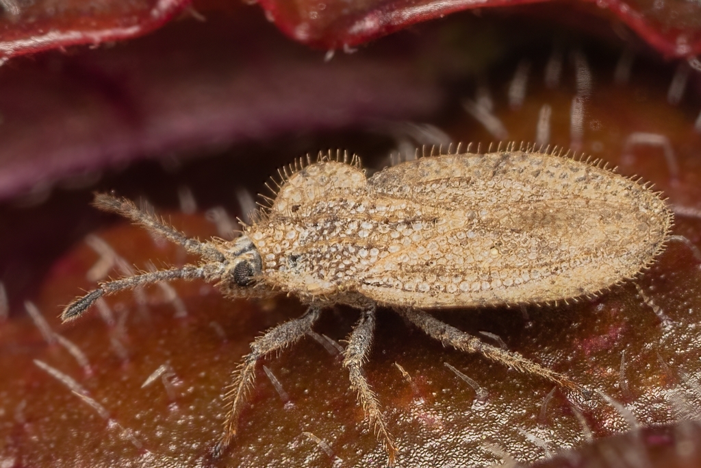 Tingis reticulata