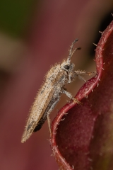 Tingis reticulata