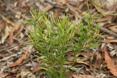 Notelaea linearis