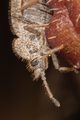 Tingis reticulata