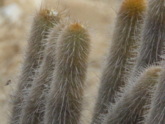 Haageocereus pseudoversicolor