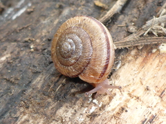 Helminthoglypta exarata