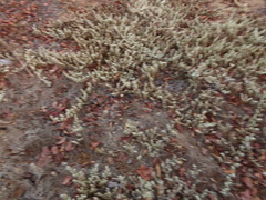 Alternanthera peruviana