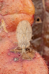 Tingis reticulata