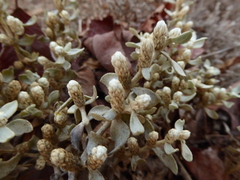 Alternanthera peruviana