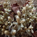 Alternanthera peruviana - Photo (c) danplant, some rights reserved (CC BY-NC), uploaded by danplant