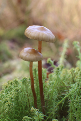 Phaeonematoloma myosotis
