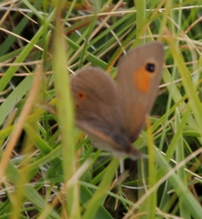 Pseudonympha paludis