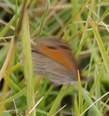 Pseudonympha paludis