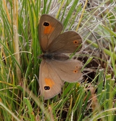 Pseudonympha paludis