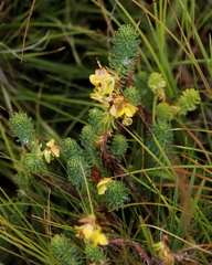 Euphorbia ericoides
