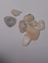 Striarca lactea