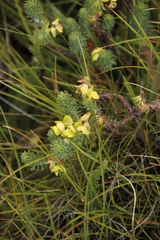 Euphorbia ericoides