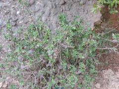 Bupleurum fruticosum