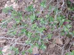Bupleurum fruticosum