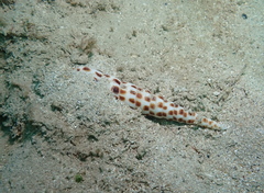 Terebra achates