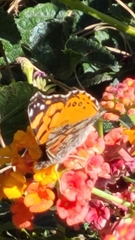 Vanessa annabella