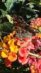 Vanessa annabella