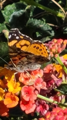 Vanessa annabella