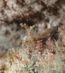 Lambrachaeus ramifer