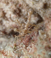 Lambrachaeus ramifer