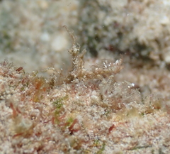 Lambrachaeus ramifer